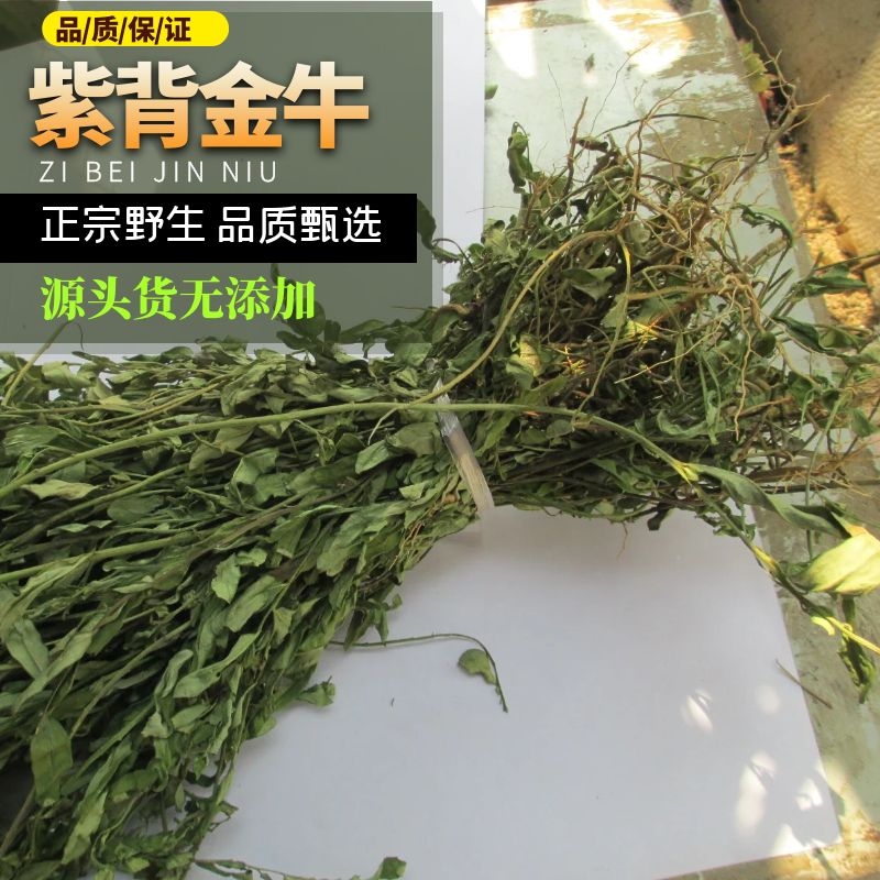 农家百草野生紫背金牛金不换包邮