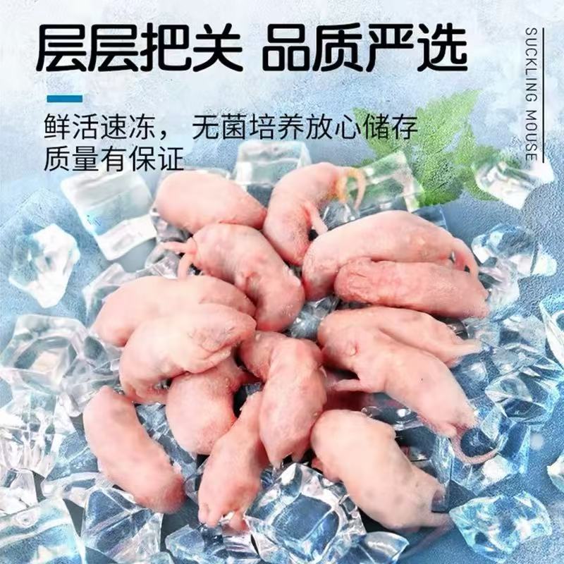 冷冻灭菌小白鼠玉米蛇开口饲料