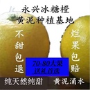 纯天然纯甜永兴冰糖橙汁多肉脆湖南郴州孕妇果 包邮