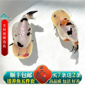 精品兰寿金鱼国粹金鱼活鱼小型好看观赏鱼苗好养水墨玉兔潘氏奶牛