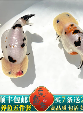 精品兰寿金鱼国粹金鱼活鱼小型好看观赏鱼苗好养水墨玉兔潘氏奶牛