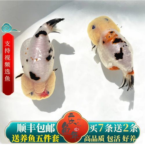 精品兰寿金鱼呆萌可爱耐活好养