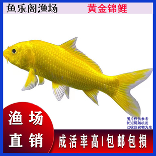 精品蝴蝶鲤黄金龙凤白金黑金锦鲤丹顶冷水观赏鱼金鱼草金鱼苗锦鲫