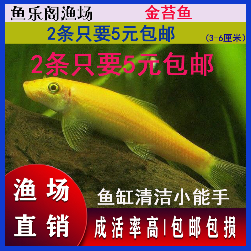 金苔鼠群游鱼鼠鱼清道夫活体除藻