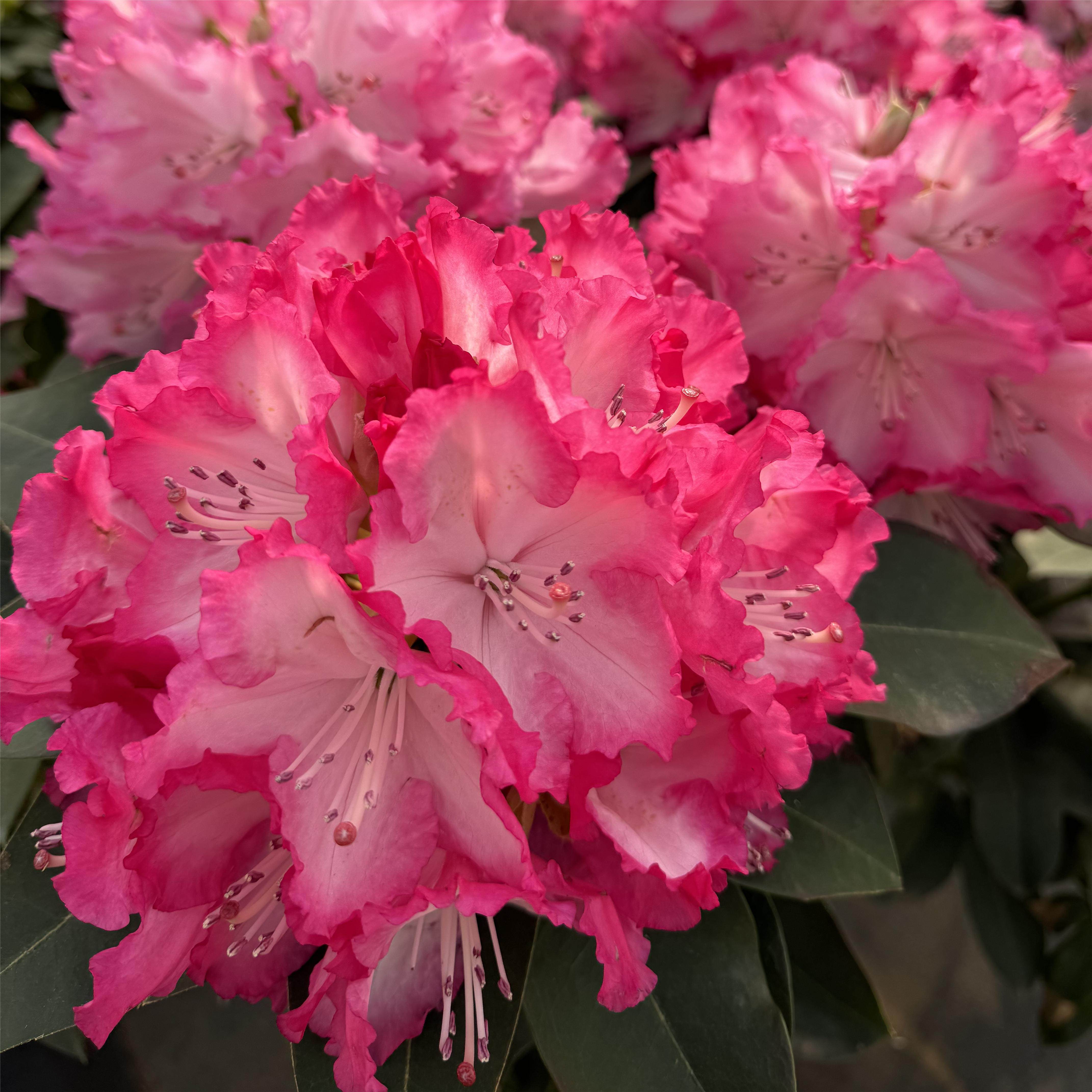 【一物一拍】大叶高山杜鹃 多年生木本花卉 耐寒耐热室内庭院盆景,鲜花速递/花卉仿真/绿植园艺,造型盆景,淘宝优惠券,粉丝福利购,淘宝优惠卷