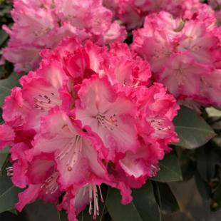 【一物一拍】大叶高山杜鹃 多年生木本花卉 耐寒耐热室内庭院盆景