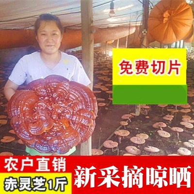 包邮长白山脉赤灵芝免费打粉
