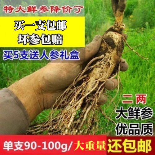 现挖吉林人参长白山脉带土新鲜人参 煲汤泡酒泡水人参 包邮 - 封面