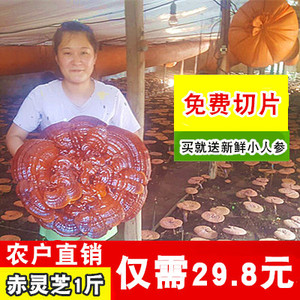 长白山脉灵芝 木灵芝 赤灵芝 灵芝片免费打粉500克包邮