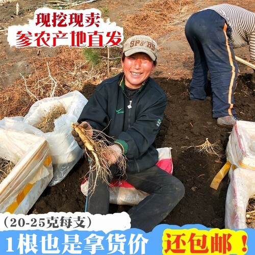 东北新鲜煲汤泡酒长白山脉鲜人参