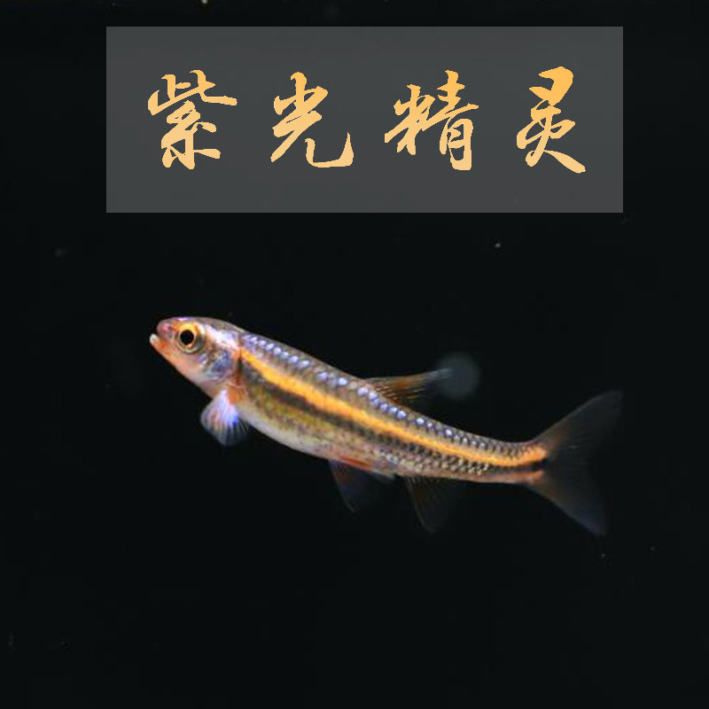 紫光精灵观赏鱼活体小型热带鱼草缸群游可与红绿灯宝莲灯混养鱼