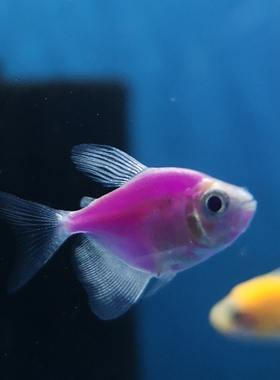 黑裙黄金虎皮绿青柠天使凤尾鱼新手好养耐低温热带小型彩色观赏鱼