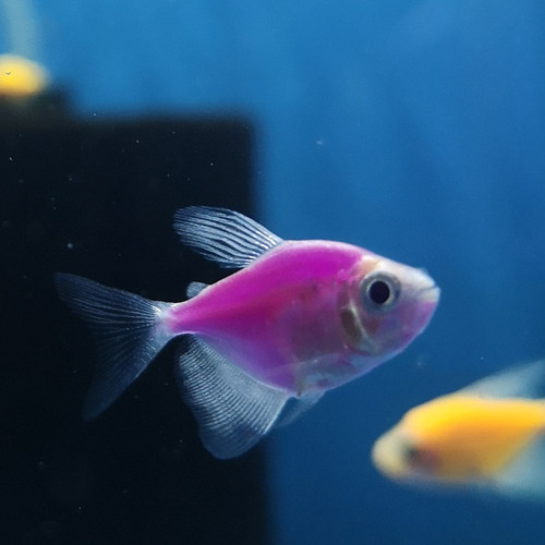 小型好养多彩天使鱼淡水热带鱼