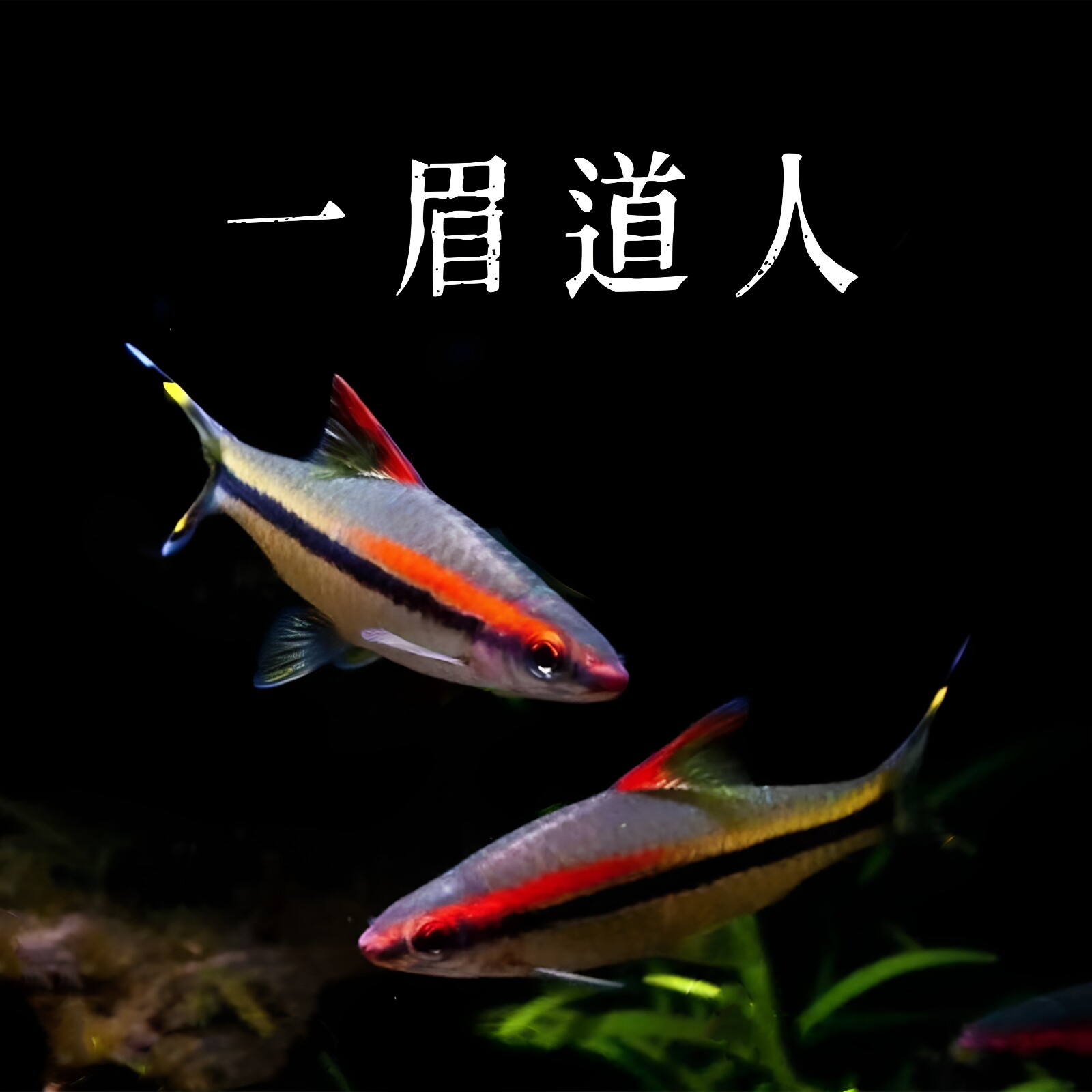 一眉道人草缸观赏鱼活体小型热带鱼群游鱼新手耐养与红绿灯混养鱼