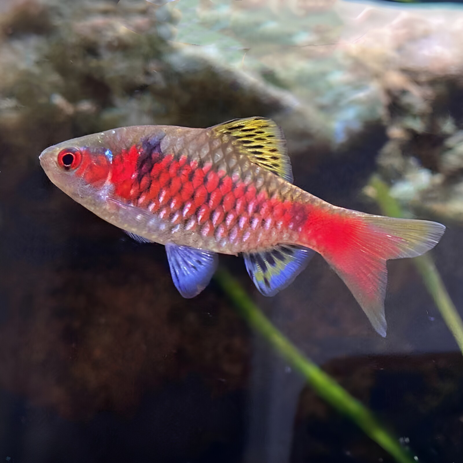 钻石彩红鲫冷水广温鱼原生鱼紫红两点鲫甜甜圈观赏鱼鳑鲏宝石彩虹
