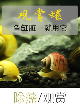 除藻淡水鱼缸观赏螺集锦