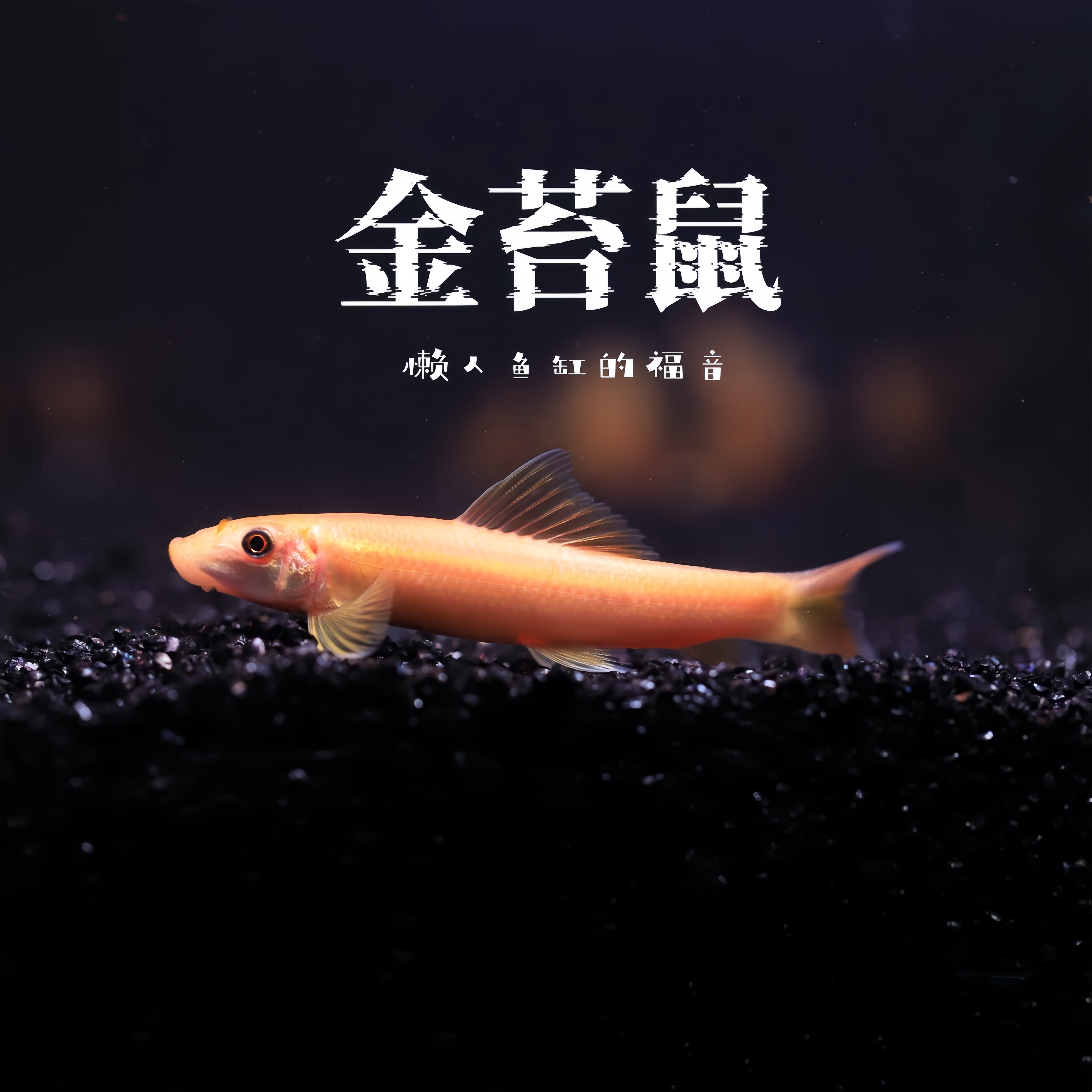 金苔鼠鱼热带观赏鱼除藻鱼