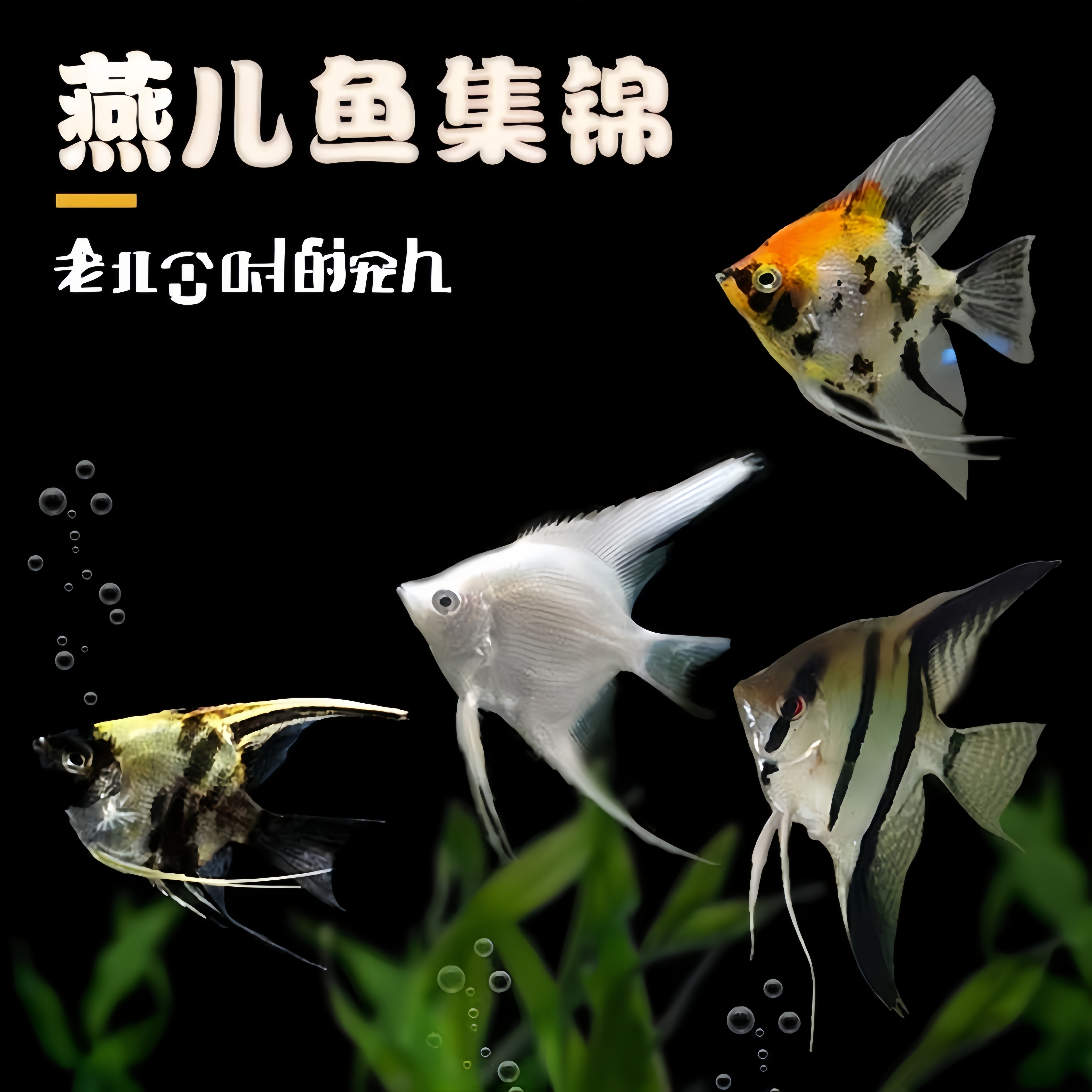 神仙鱼墨燕观赏热带老北京燕儿鱼