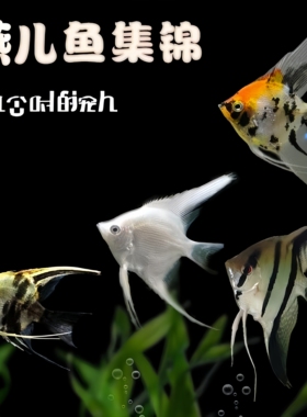 神仙鱼墨燕观赏热带老北京燕儿鱼中小型熊猫海鸥淡水鱼好养耐活鱼