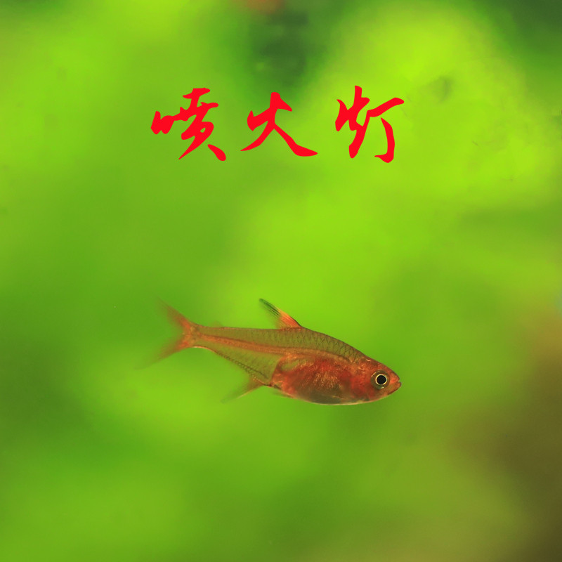 喷火灯鱼草缸小型淡水群游热带观赏鱼橘帆梦幻旗灯科鱼焰尾灯活体