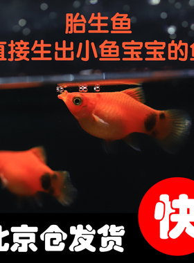 小型观赏鱼米奇鱼下小鱼活体胎生玛丽月光新手孔雀鱼热带淡水好养
