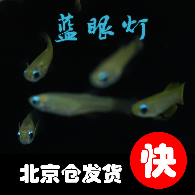 蓝眼灯小型热带淡水观赏灯科鱼新手造景草缸耐养群游鱼好养女王灯