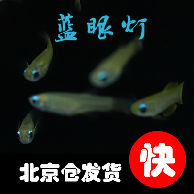小型灯科鱼蓝眼灯好养耐活