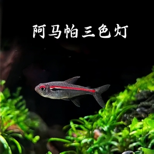 阿马帕三色灯鱼南美风格热带鱼鱼草缸观赏鱼群游鱼三色灯鱼红灯管
