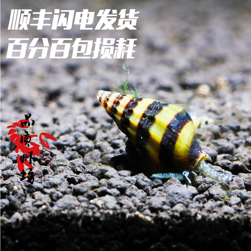 品质虾坊杀手螺活体大黄蜂观赏螺蜜蜂宝塔螺草缸除杂螺专吃蜗牛螺|msdalam kategori haiwan peliharaan/makanan haiwan dan bekalan, Aquarium World, skru - dari Buy2taobao.com untuk memberikan perkhidmatan ejen Taobao profesional membeli