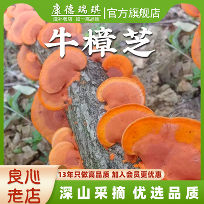 牛樟芝雪灵芝朱砂菌红云芝枫树菌