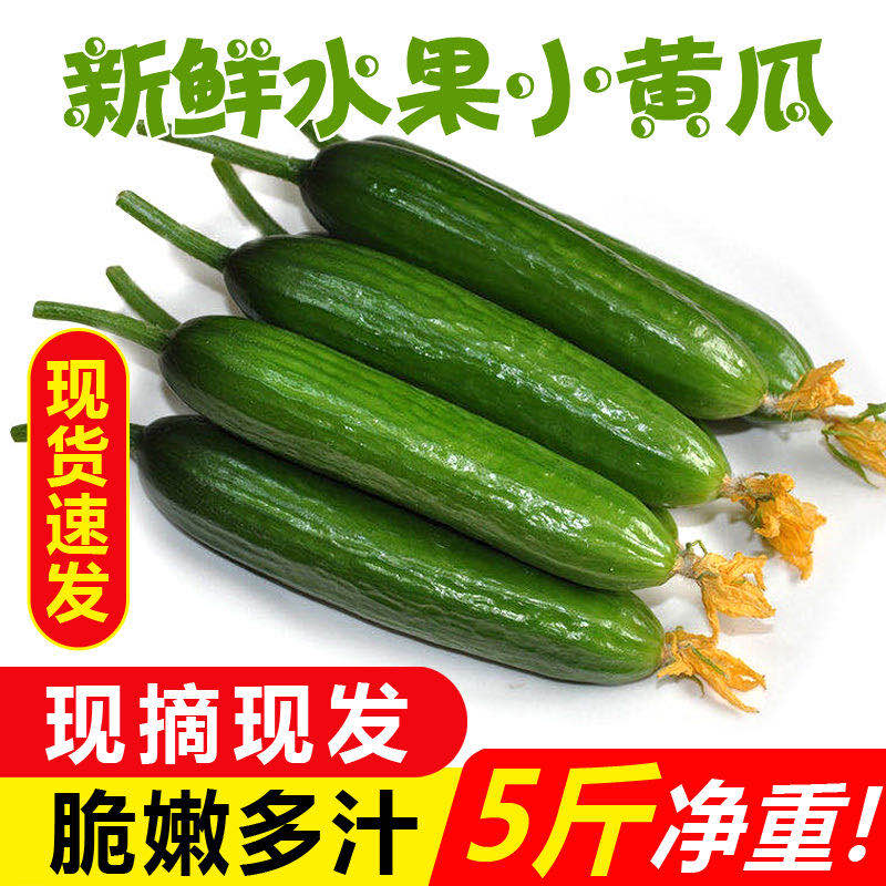 时令新鲜包邮5斤蔬菜水果黄瓜
