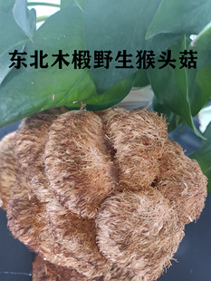 东北猴头菇椴木干货干猴头菌养胃250克