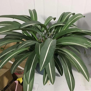 白肋朱顶红粉色白肋普通白肋土白肋朱顶红