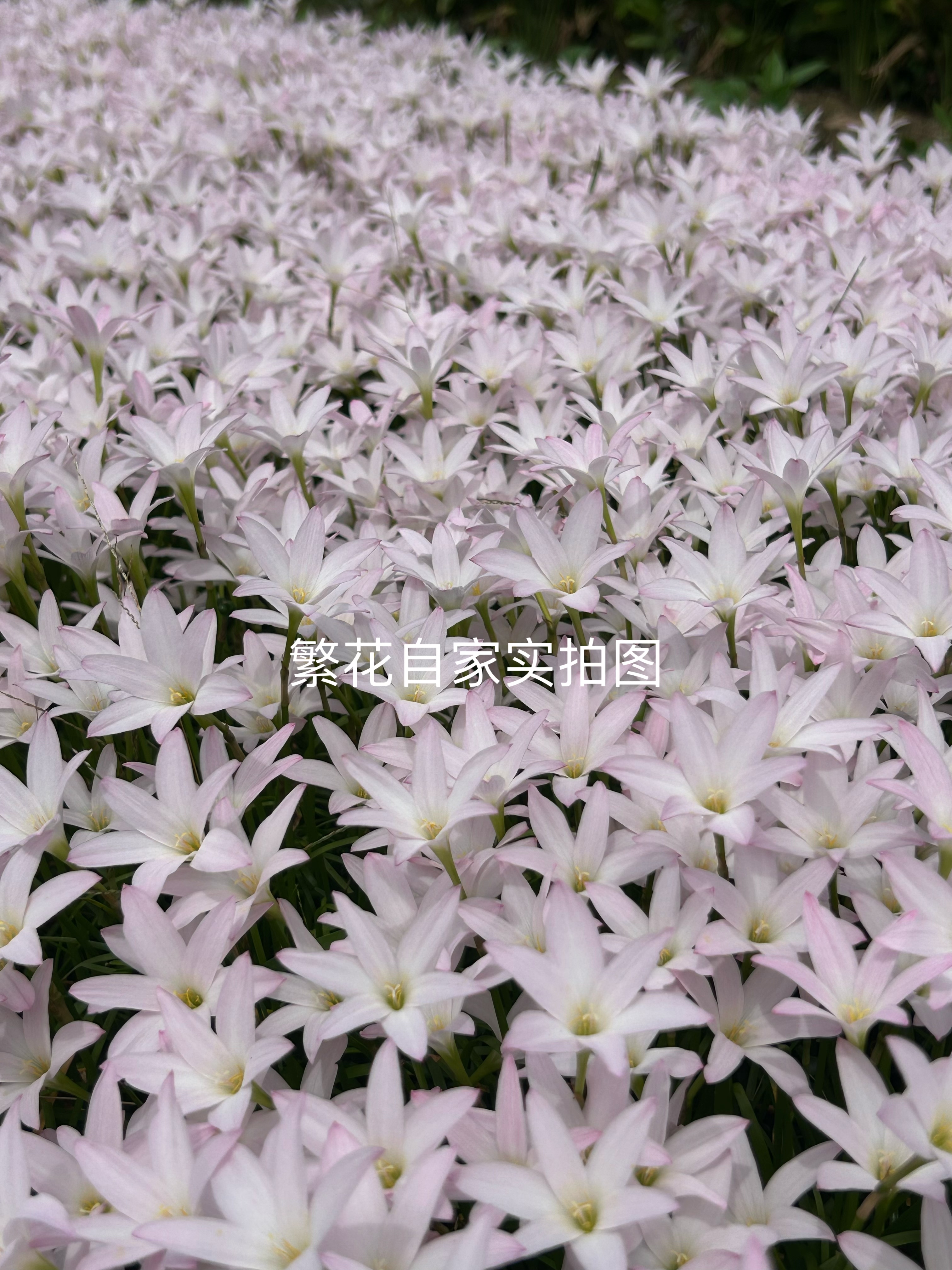 厘米开花胖丽丽风雨兰包邮