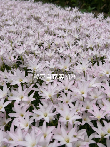 厘米开花胖丽丽风雨兰包邮