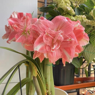 玫瑰花样朱顶红安吉拉朱顶红恐龙妹朱顶红瑞秋朱顶红糖果仙女