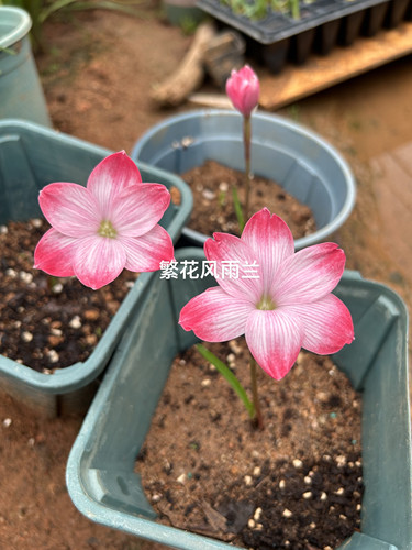 新品点绛唇风雨兰，