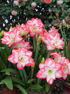 荷兰朱花孔雀,安吉拉朱顶红