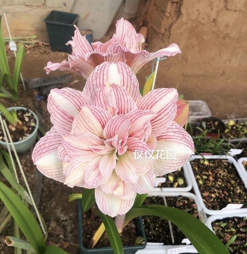 快乐玛丽朱顶红随心而动朱顶红浩瀚星辰朱顶红随风起舞朱顶红白肋