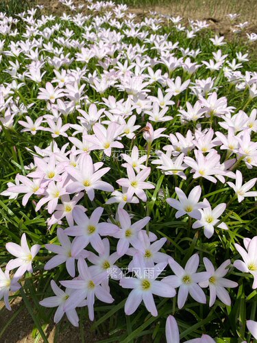 厘米开花胖丽丽风雨兰包邮