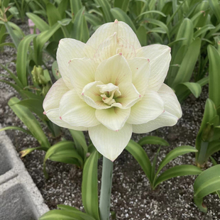 白肋婚纱朱顶红白肋朱顶红白肋朱婚纱朱顶红，