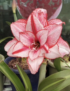 白肋鬼魅白肋鬼魅朱顶红鬼魅白肋朱顶红鬼P