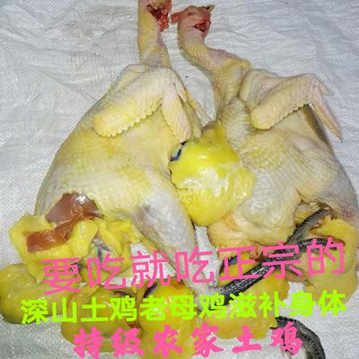 正宗农家散养土鸡太行山黄油土柴鸡农村3年老母鸡公鸡月子鸡乌鸡