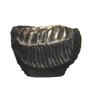 日本千叶 当代陶艺大师 平松龙马 黄铁矿 菊石纹 汤吞 品茗茶杯