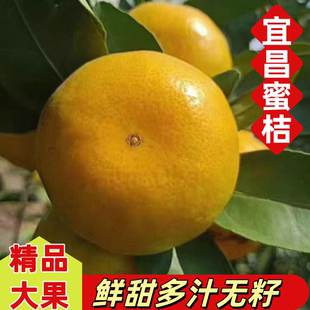 宜昌蜜桔当季新鲜水果自然熟纯甜蜜橘应季橘子无籽桔子原产地柑橘