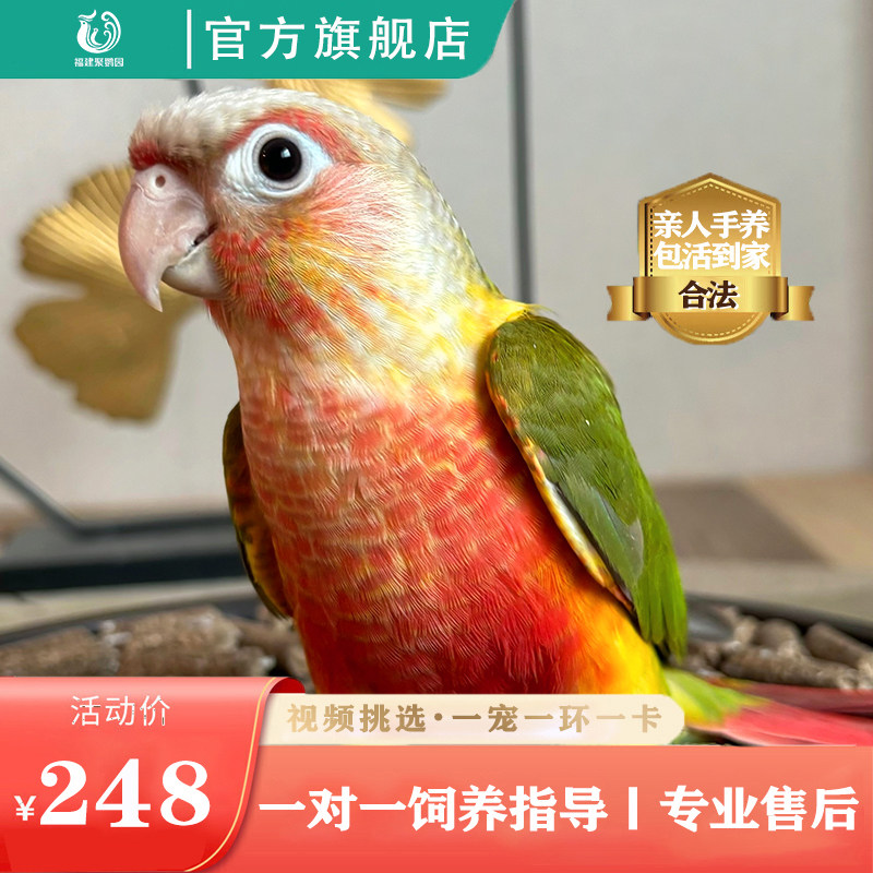 小太阳鹦鹉活体手养幼鸟断奶会说话观赏鸟带标识亲人包邮凤梨