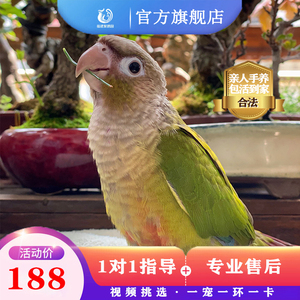 手养活体小太阳鹦鹉幼鸟断奶说话
