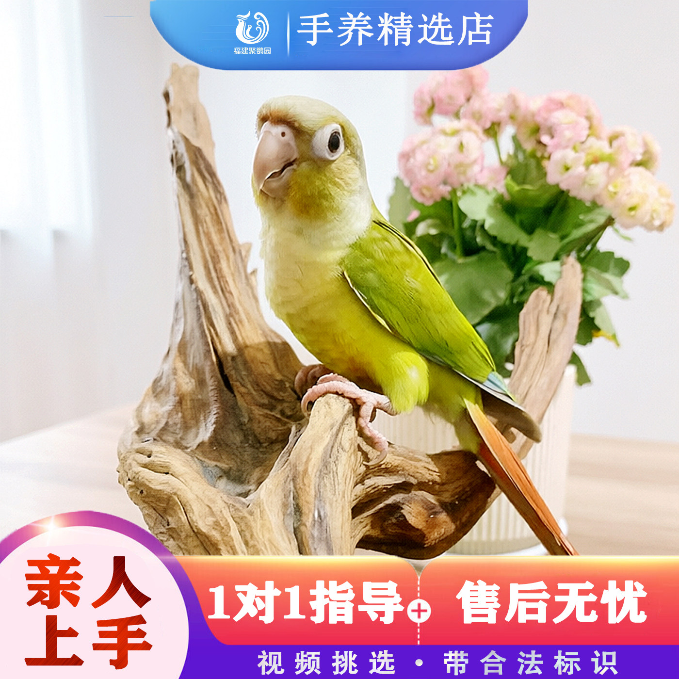 活体小太阳鹦鹉幼鸟手养雏鸟断奶会说话观赏鸟宠物带标识卡亲人