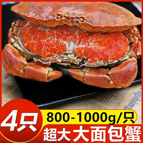 超大面包蟹鲜冻新鲜冷冻特大进口珍宝蟹熟冻梭子蟹海鲜水产大螃蟹