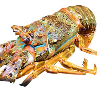 小青龙虾500g大青龙整箱波士顿大龙虾澳龙鲜活速冻批发非鲜活海鲜